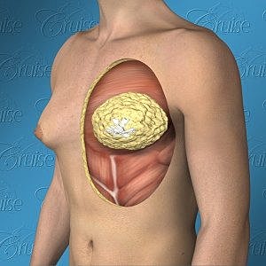 Anatomical illustration of human chest anatomy.